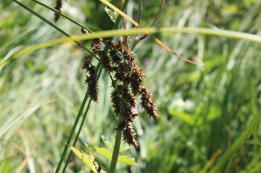 Осока черная Carex nigra
