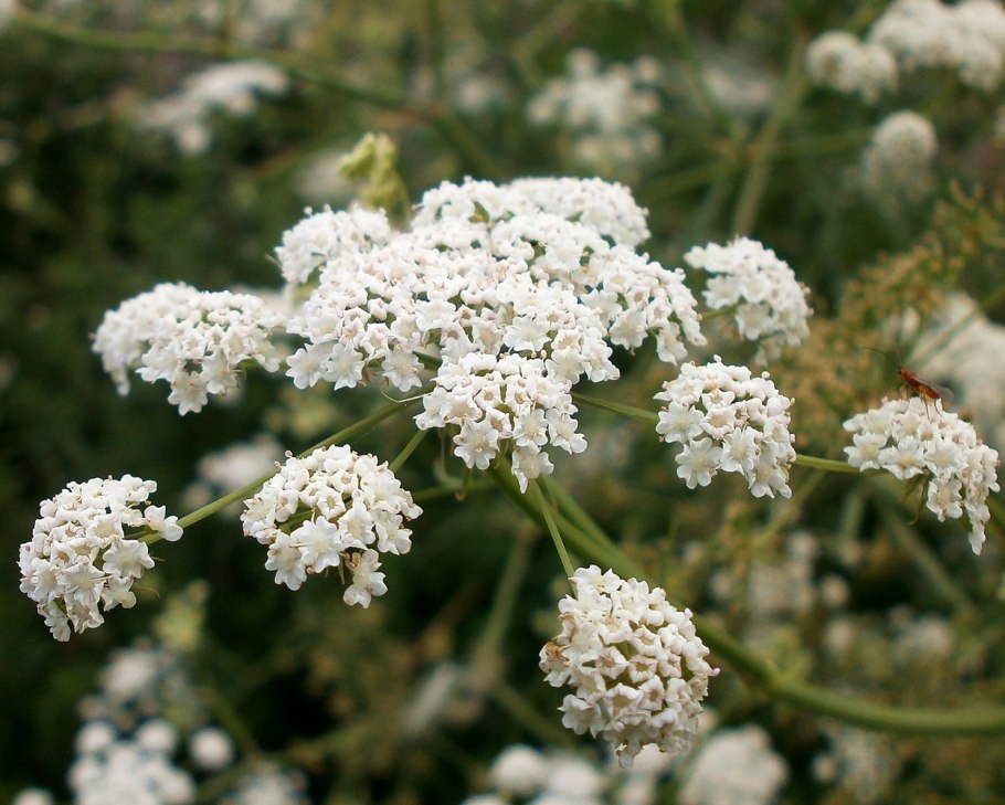 Поручейник сахарный