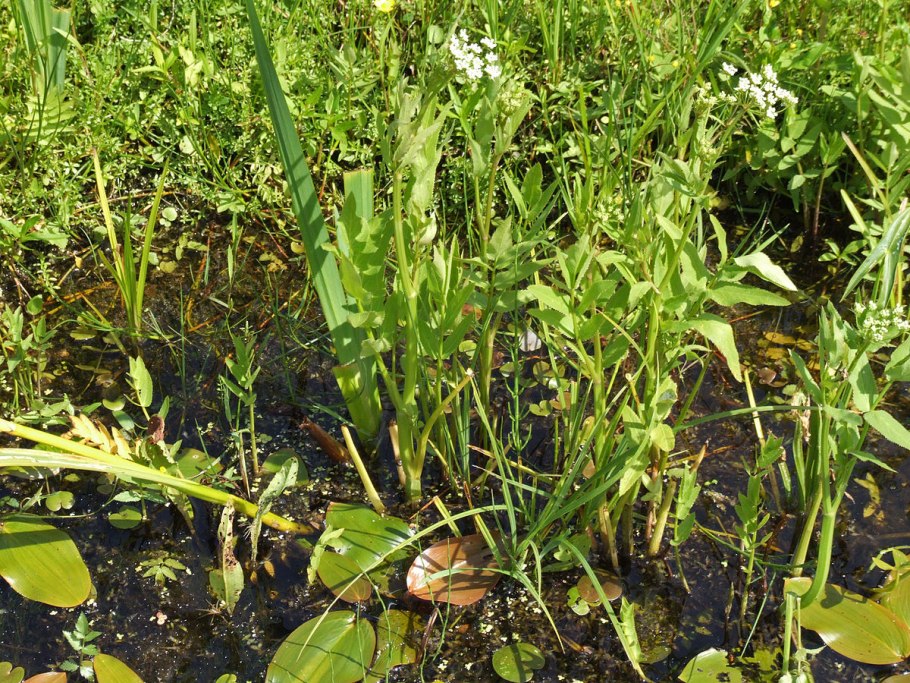 Поручейник широколистный (Sium latifolium l.)