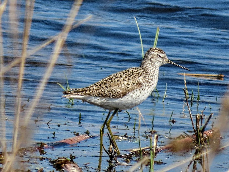 Рыбный Сакрыл