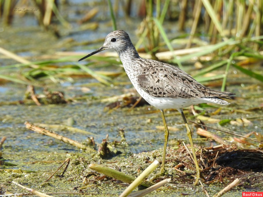 Поручейник фото