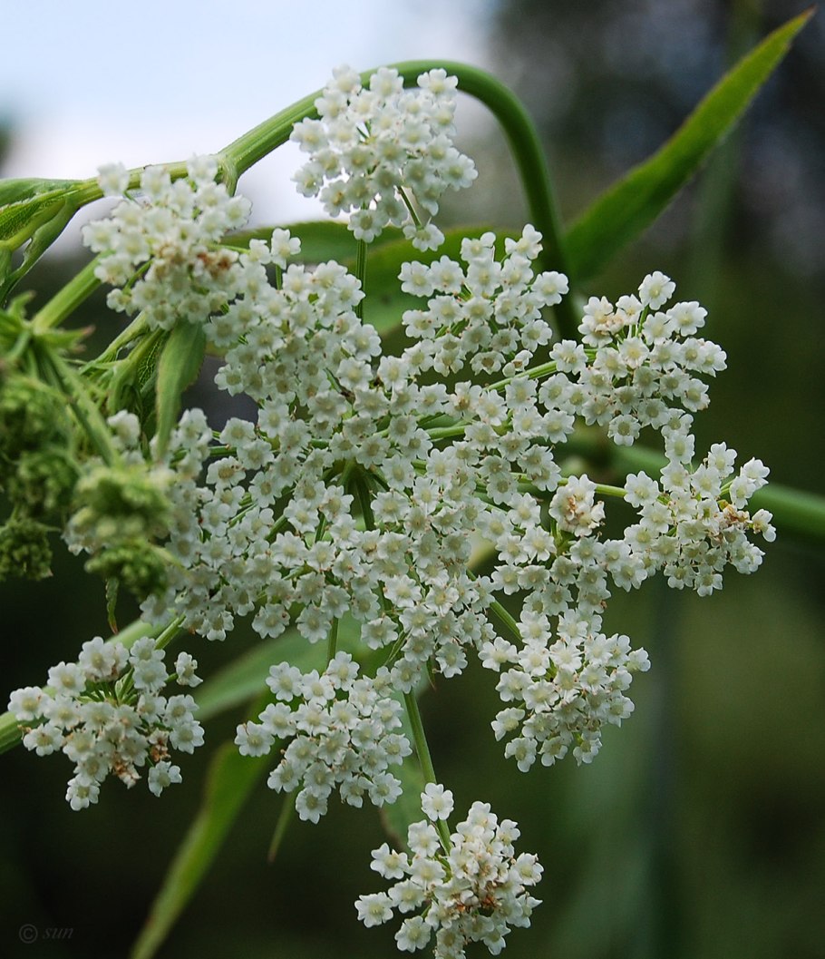 Поручейник широколистный Sium latifolium