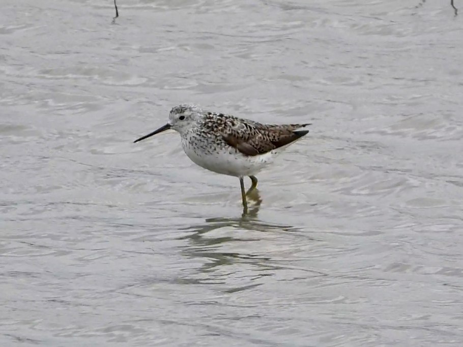 Поручейник птица фото