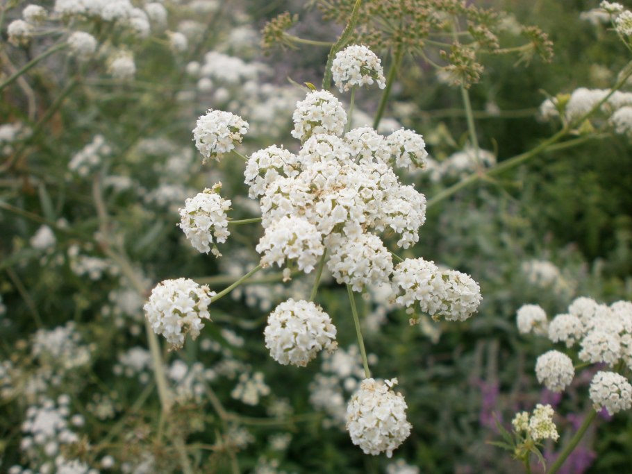 Поручейник — Sium latifolium