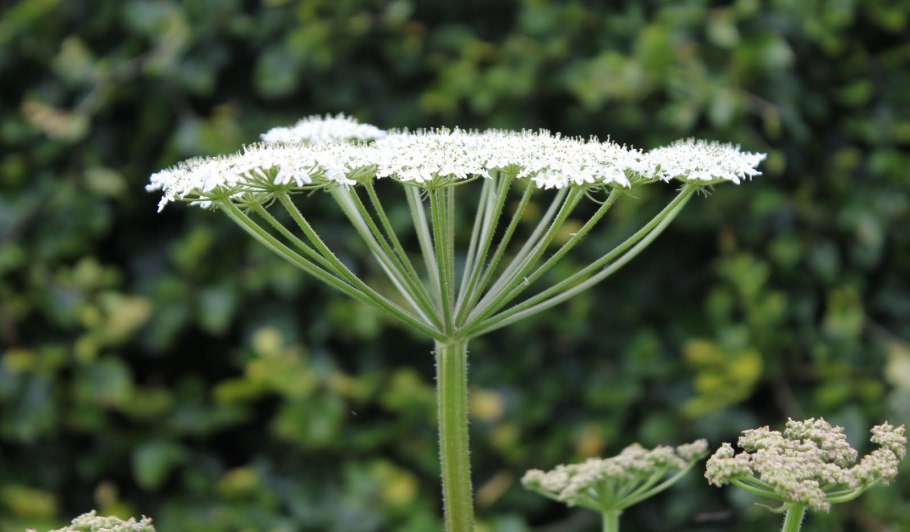 Поручейник широколистный (Sium latifolium l.)