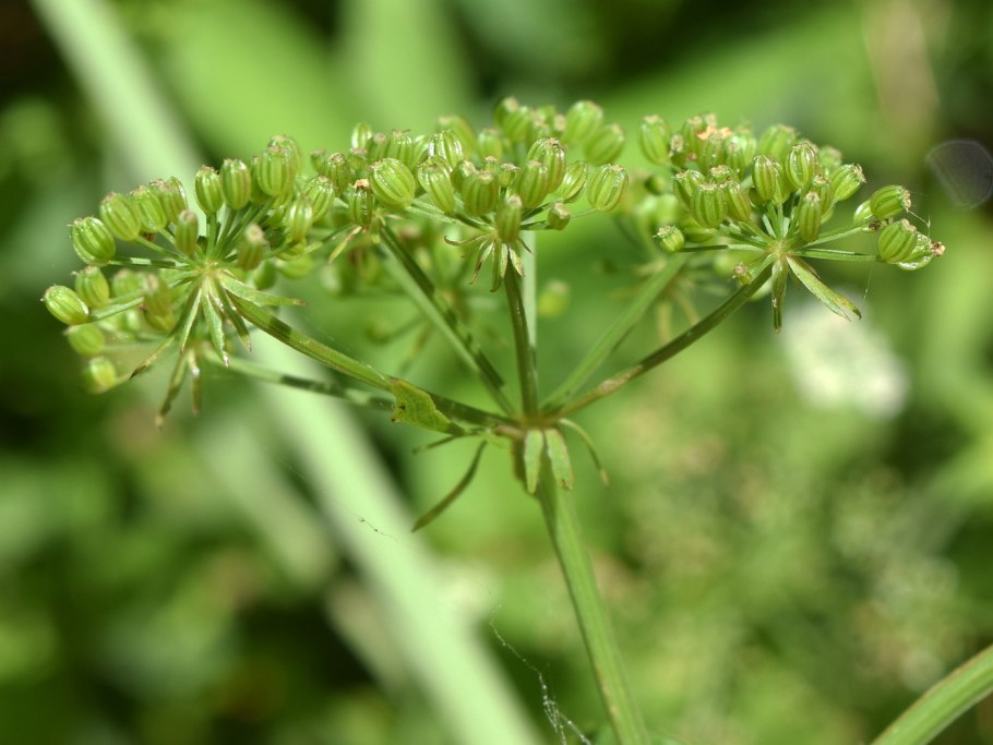 Поручейник широколистный (Sium latifolium l.)