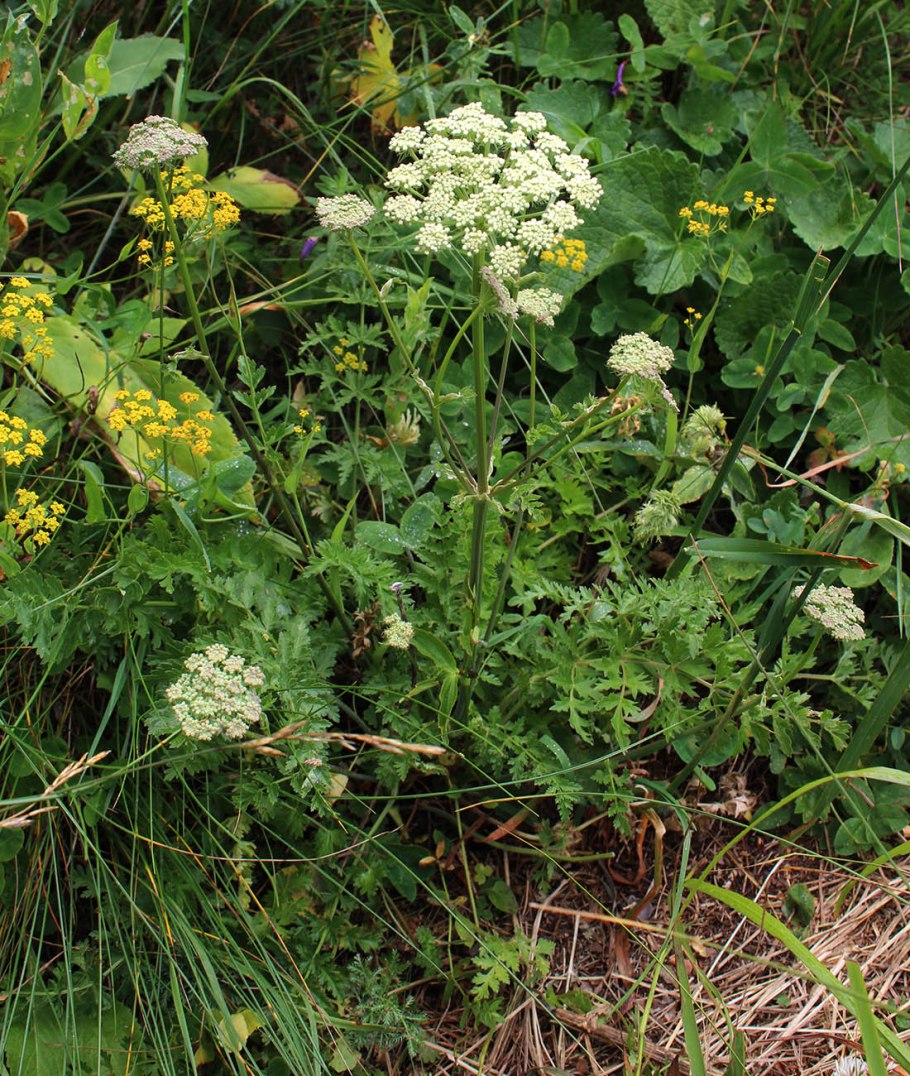 Поручейник сизаролистный