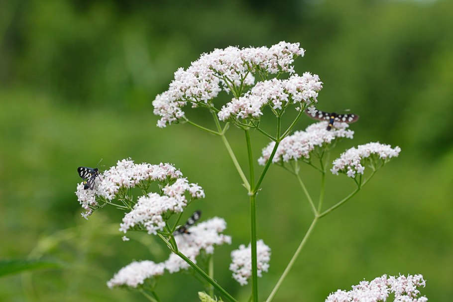 Valeriana officinalis семейство