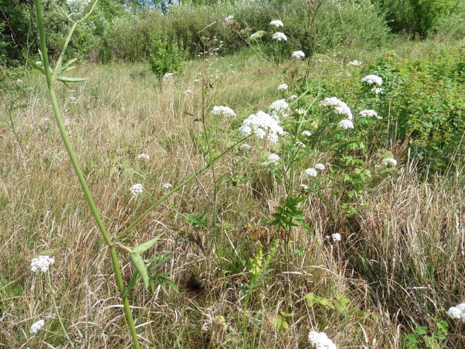 Поручейник широколистный