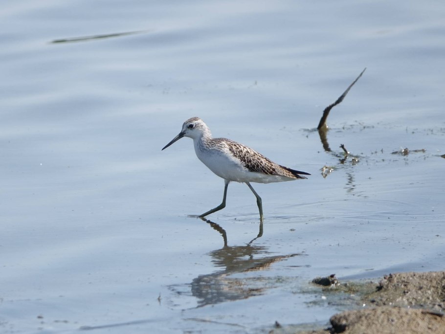 Поручейник широколистный Sium latifolium