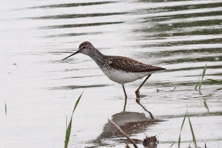 Гладыш широколиственный