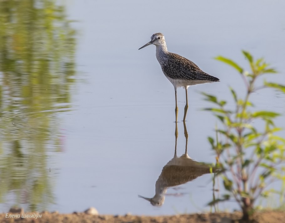 Поручейник сахарный (Sium sisarum l.)