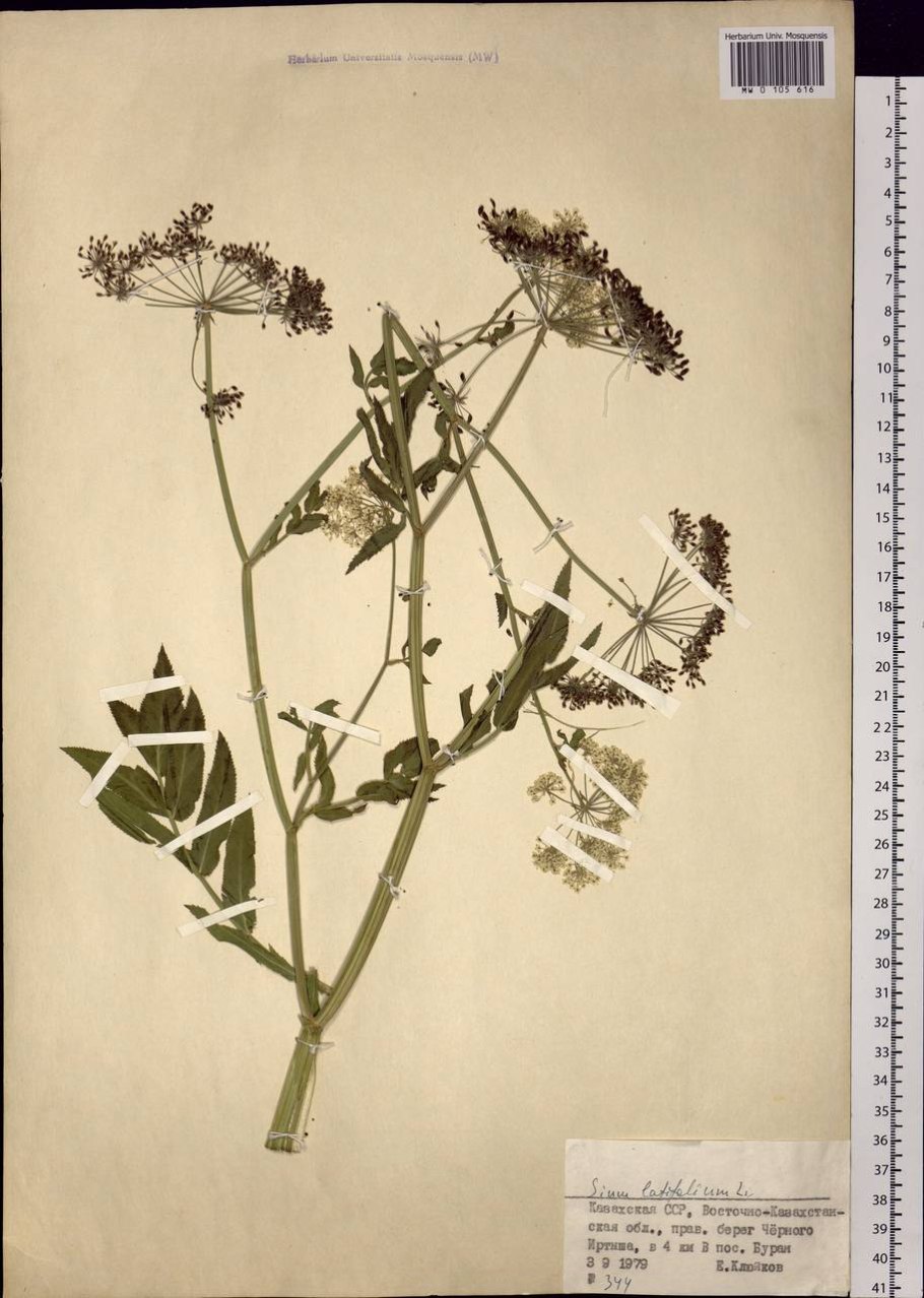 Гладыш широколистный Laserpitium latifolium l.