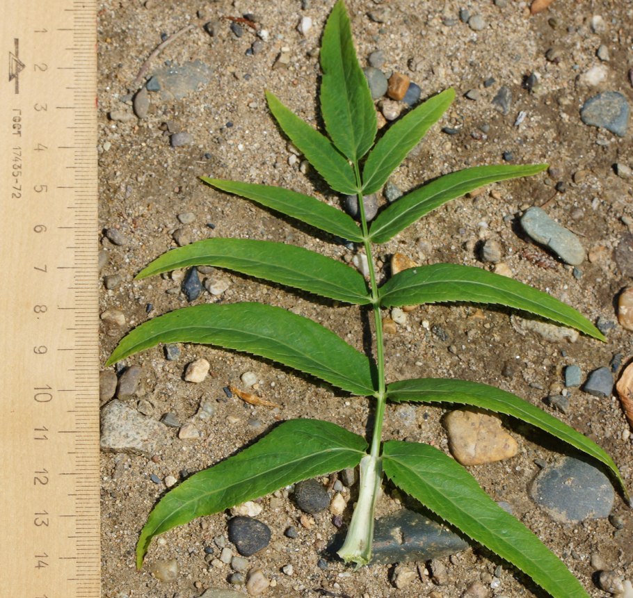 Поручейник прямой