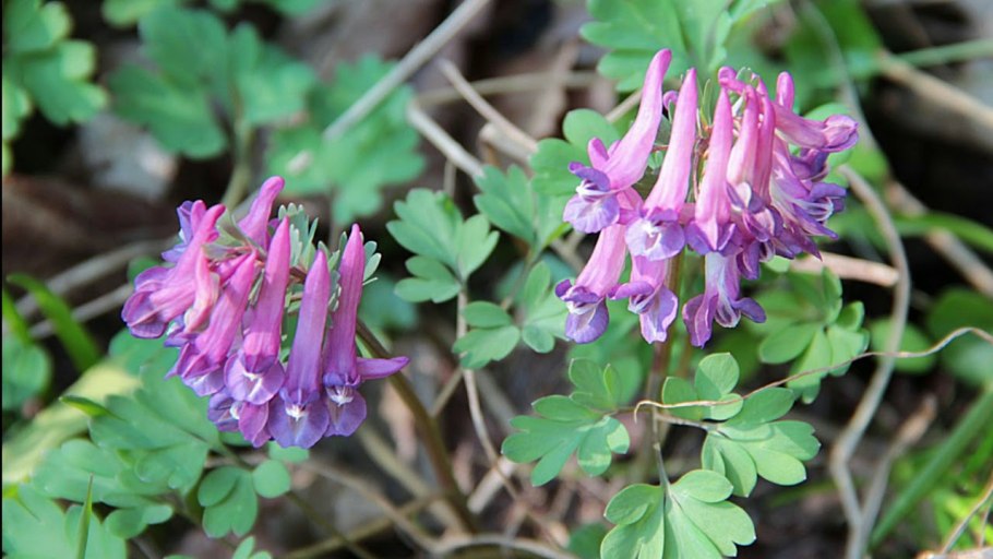 Хохлатка Магаданская (Corydalis magadanica)
