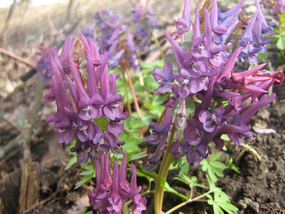 Corydalis 'Korns Purple'