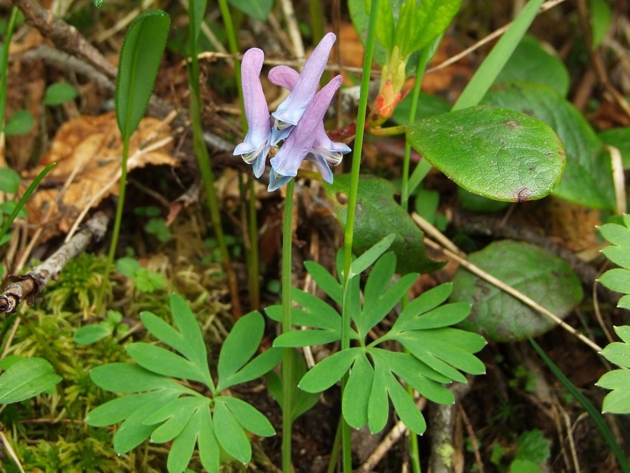 Хохлатка Магаданская (Corydalis magadanica)