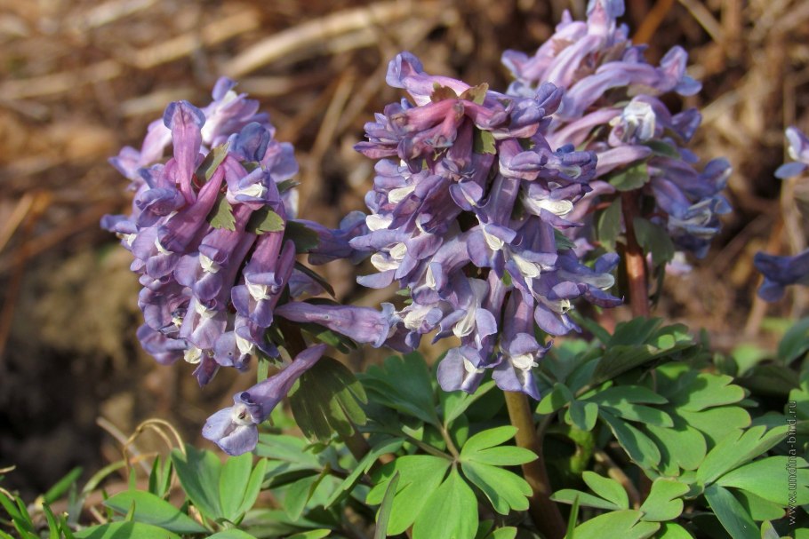Arctica Corydalis вид растения