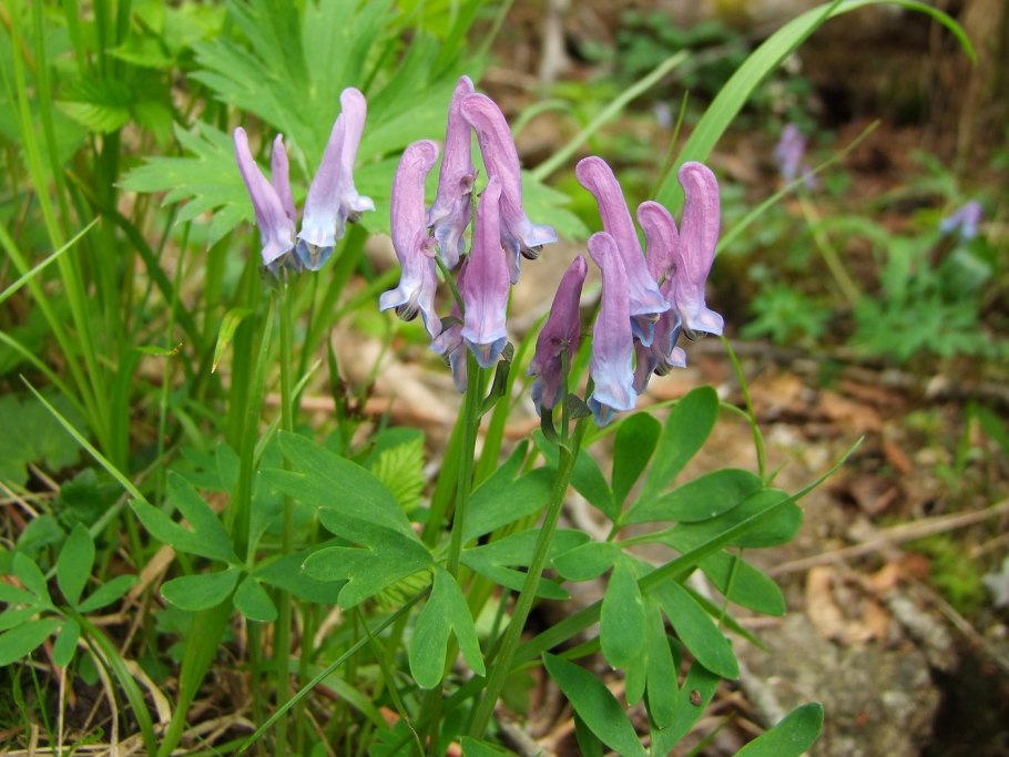 Хохлатка Магаданская (Corydalis magadanica)