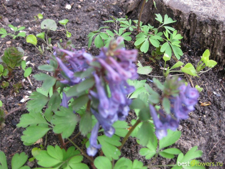 Хохлатка Пачоского (Corydalis paczoskii)