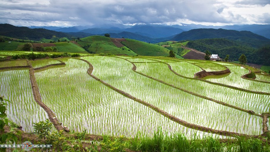 Янцзы рисовые поля Китая