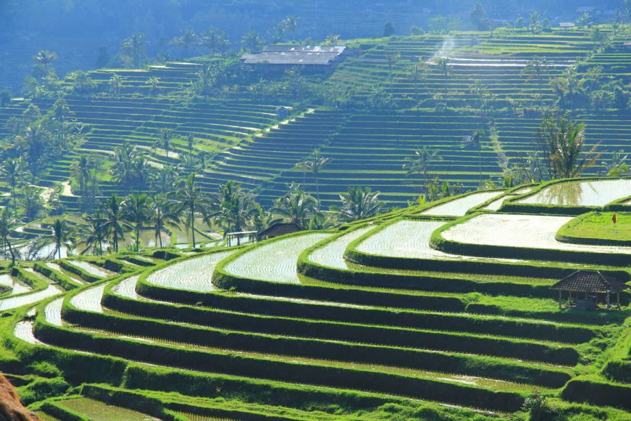 Рисовые террасы Тегаллаланг Бали