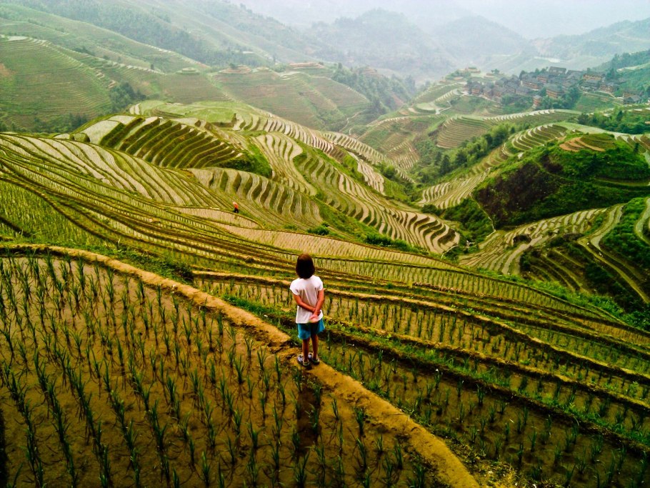 Рисовые плантации в китае