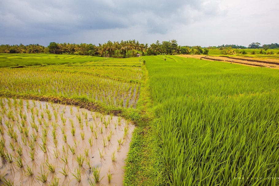 Рисовые плантации в Японии