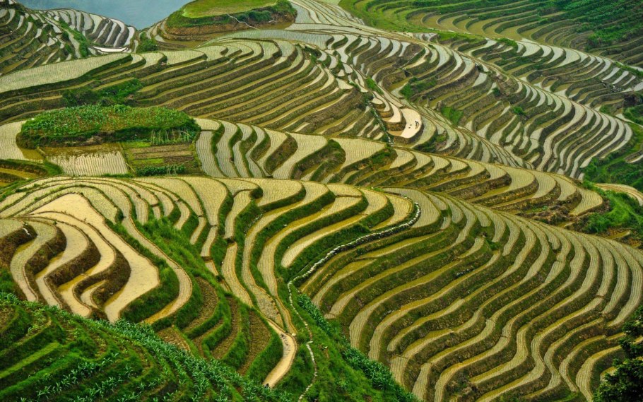 Рисовые поля Шанхай