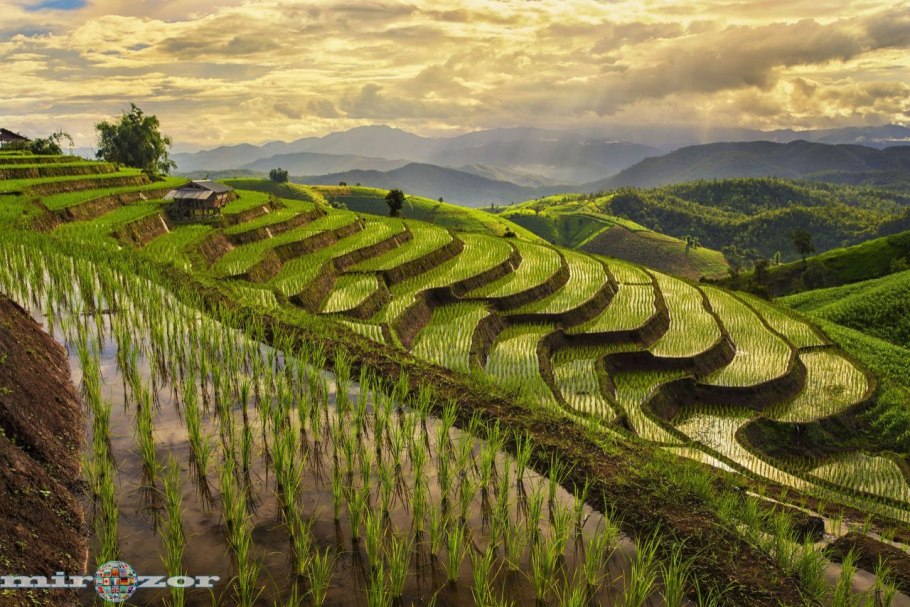 Рисовые поля Ломбардия