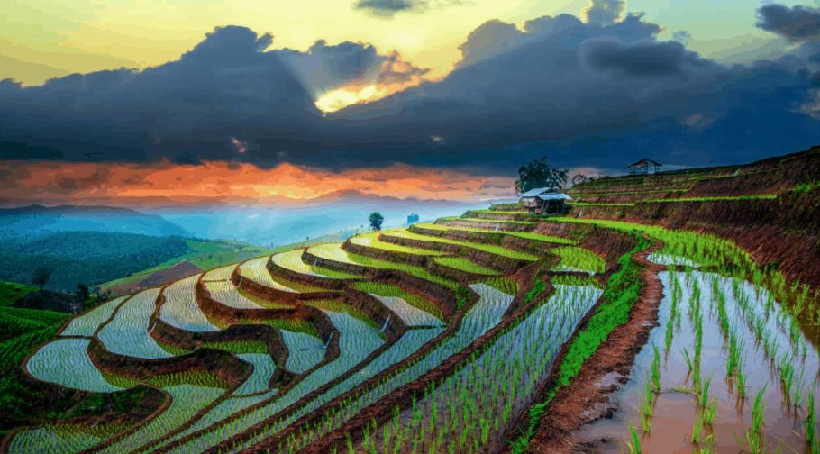 Камбоджия рисовые поля