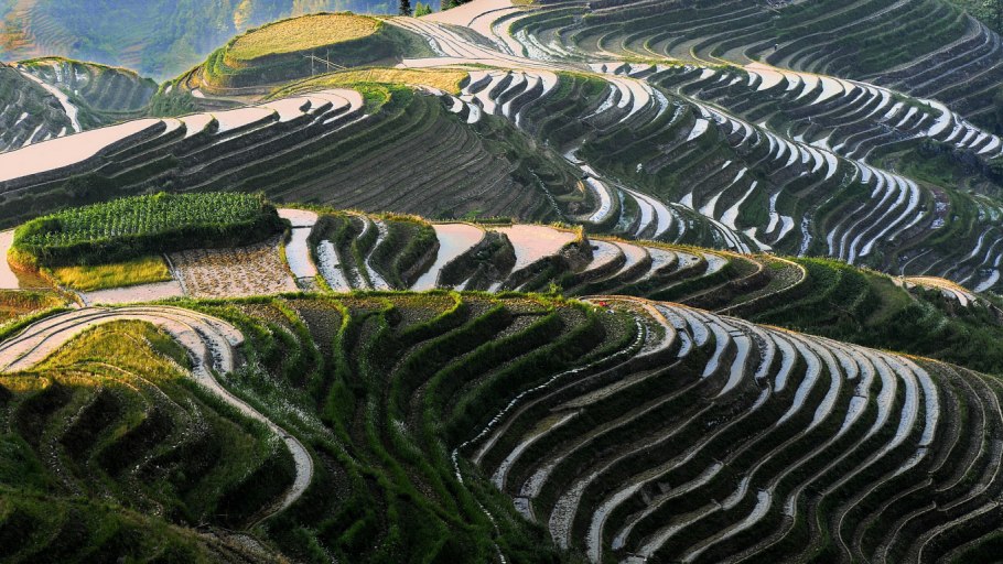 Ферганская Долина рисовые поля