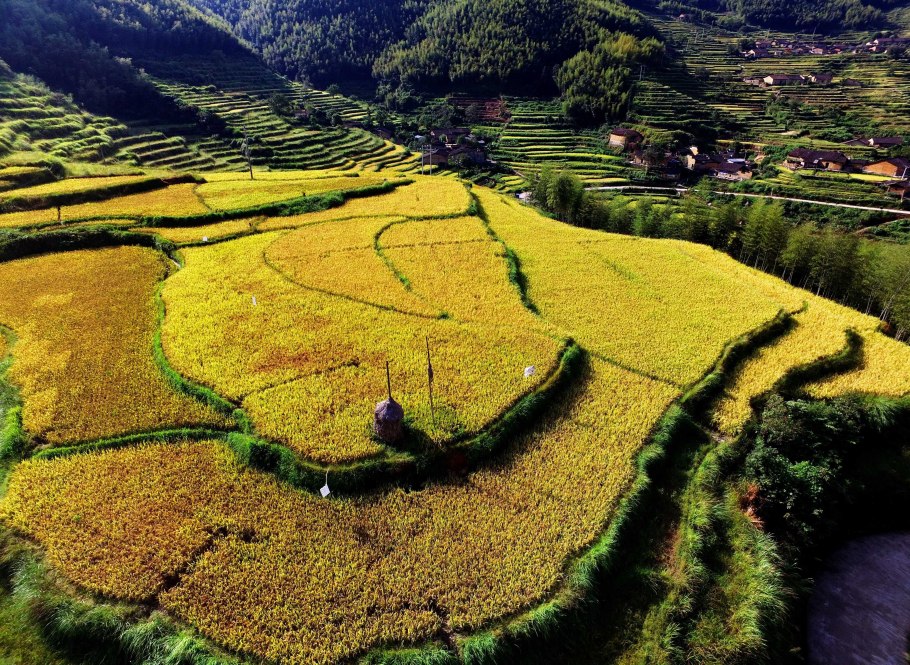 Сельское хозяйство Южной Кореи рисовые плантации