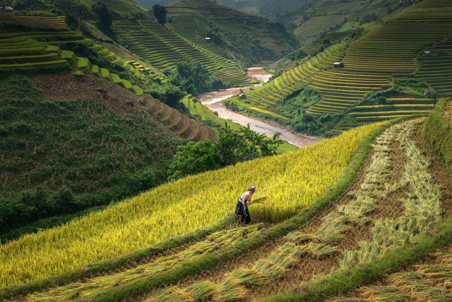 Вьетнам рисовые поля Меконг