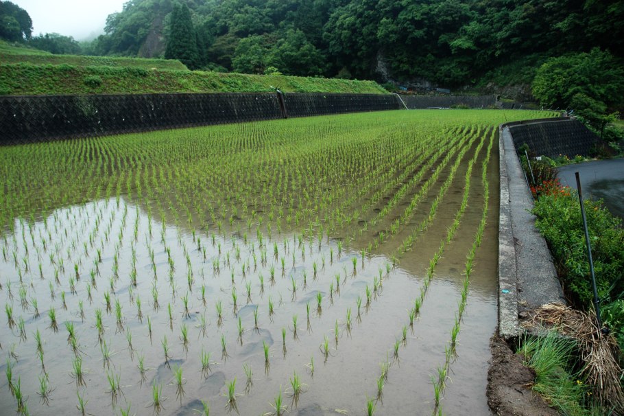 Рисовые террасы му Кан чай