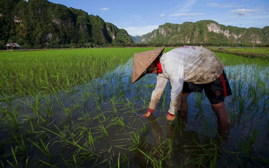 Плантации риса в Тайланде