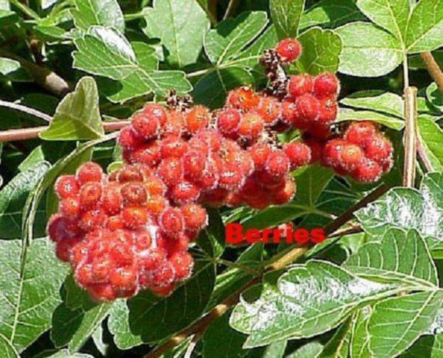Сумах гладкий Лациниата