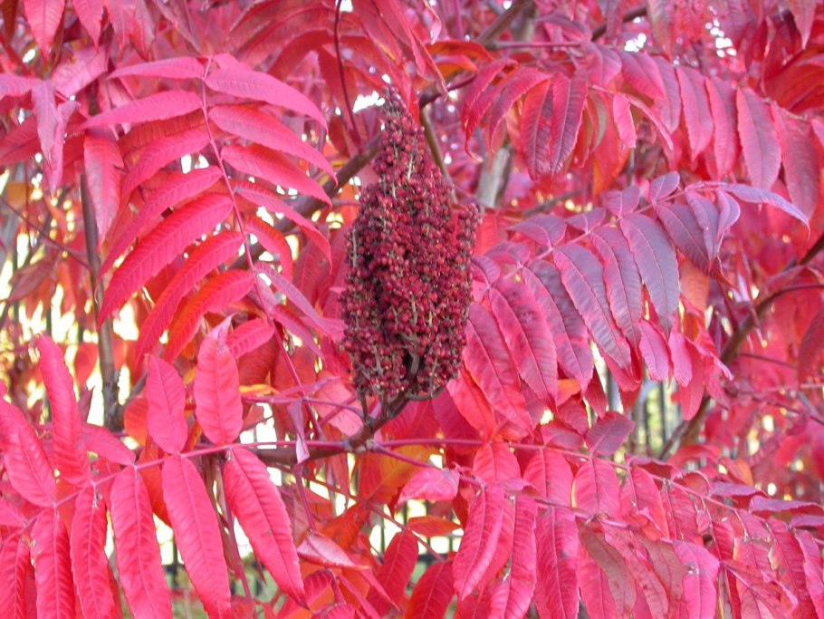Rhus copallina