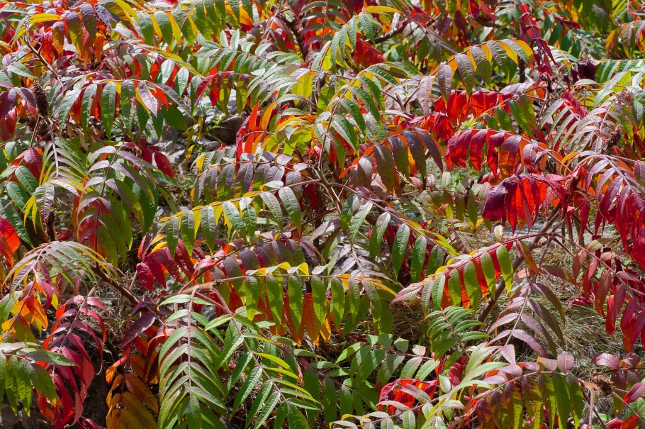 Сумах оленерогий Rhus typhina