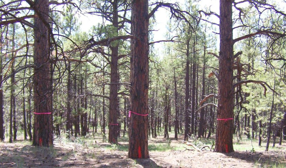 Сосна Монтана