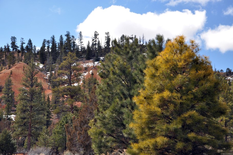 Pinus Ponderosa Pine