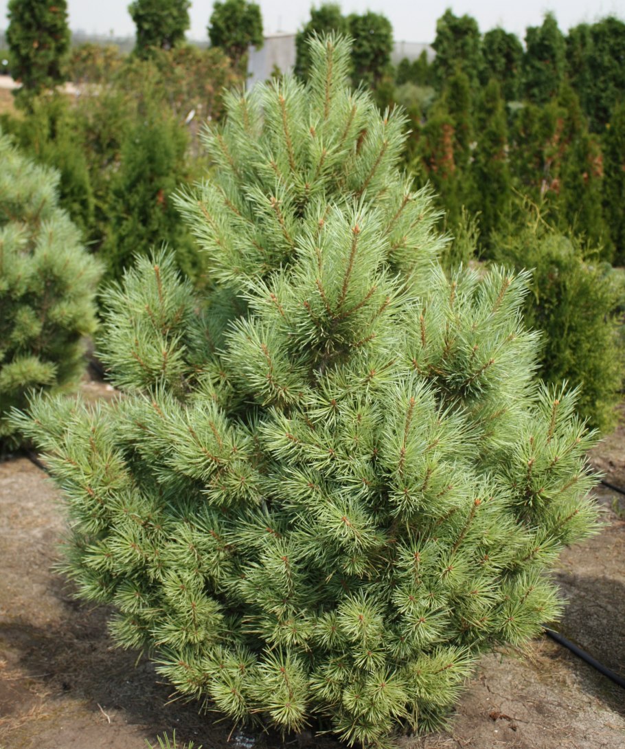 Arizona Pine - Аризона сосна