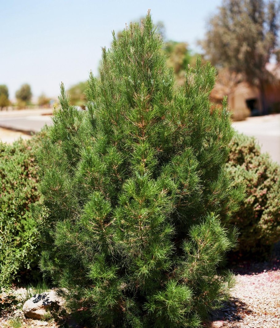 Кипарис Аризонский