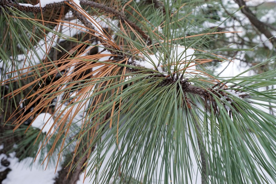 Pinus arizonica var. Ornelasii