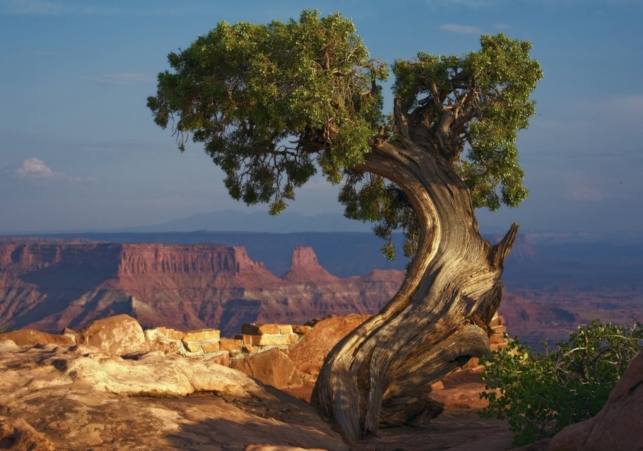 Сосны в Аризоне