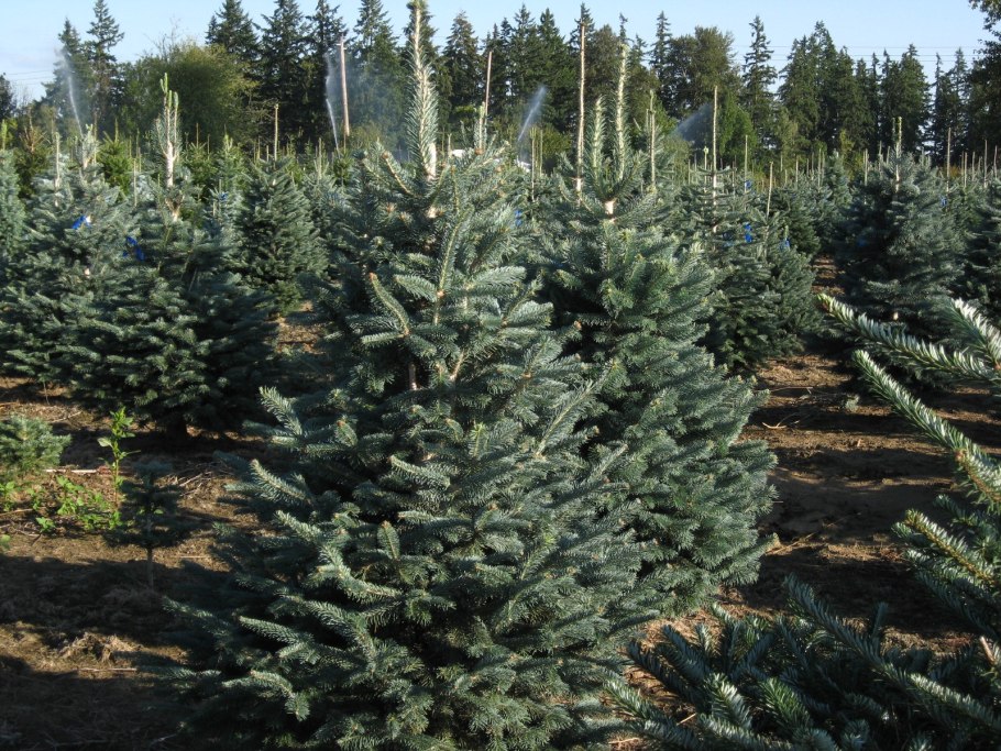 Сосна тропа зерно гнездо