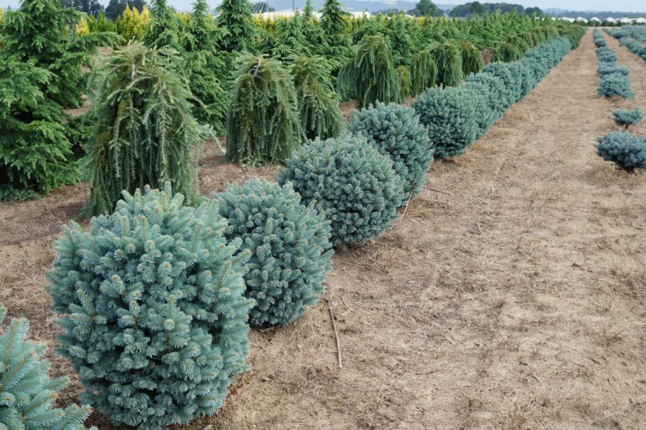 Сосна остистая межгорная