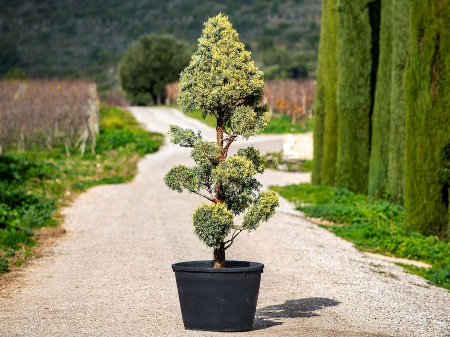 Пихта Горная argentea