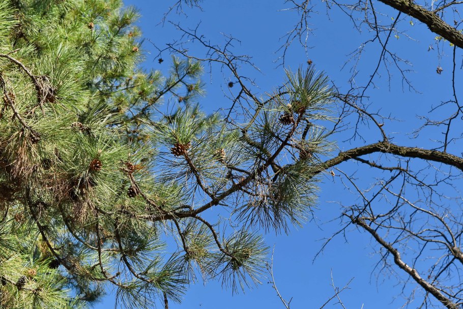 Pinus jeffreyi