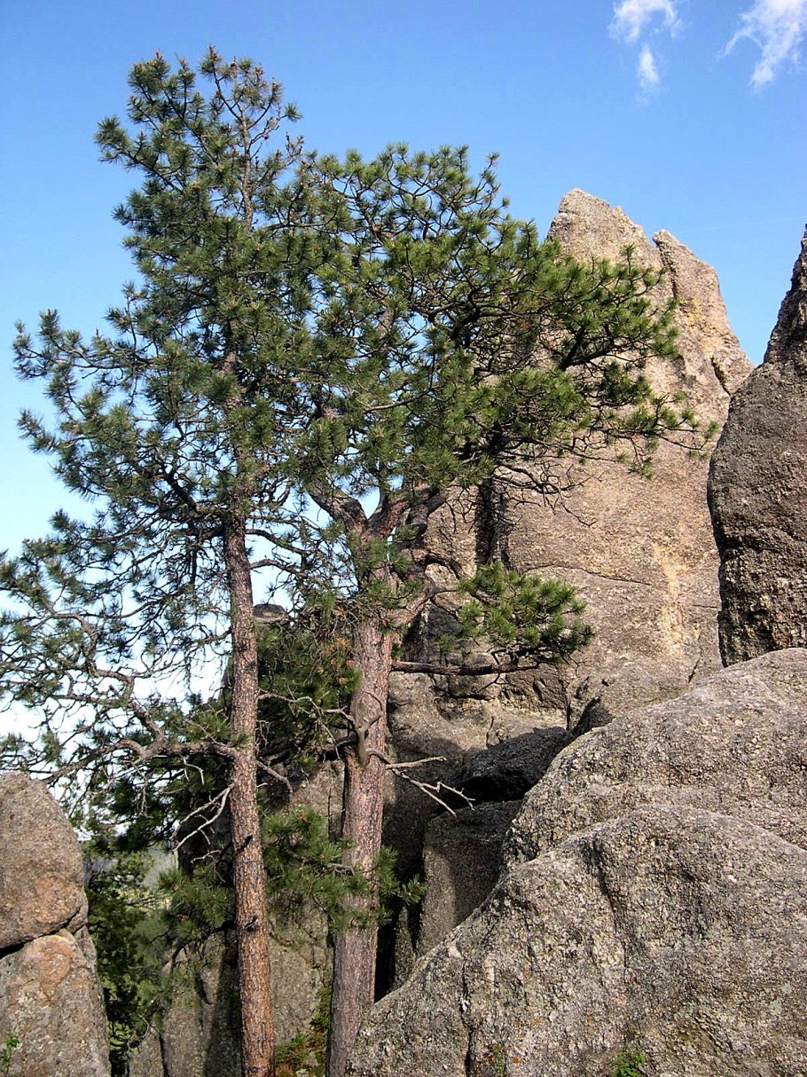 Сосна долгожитель